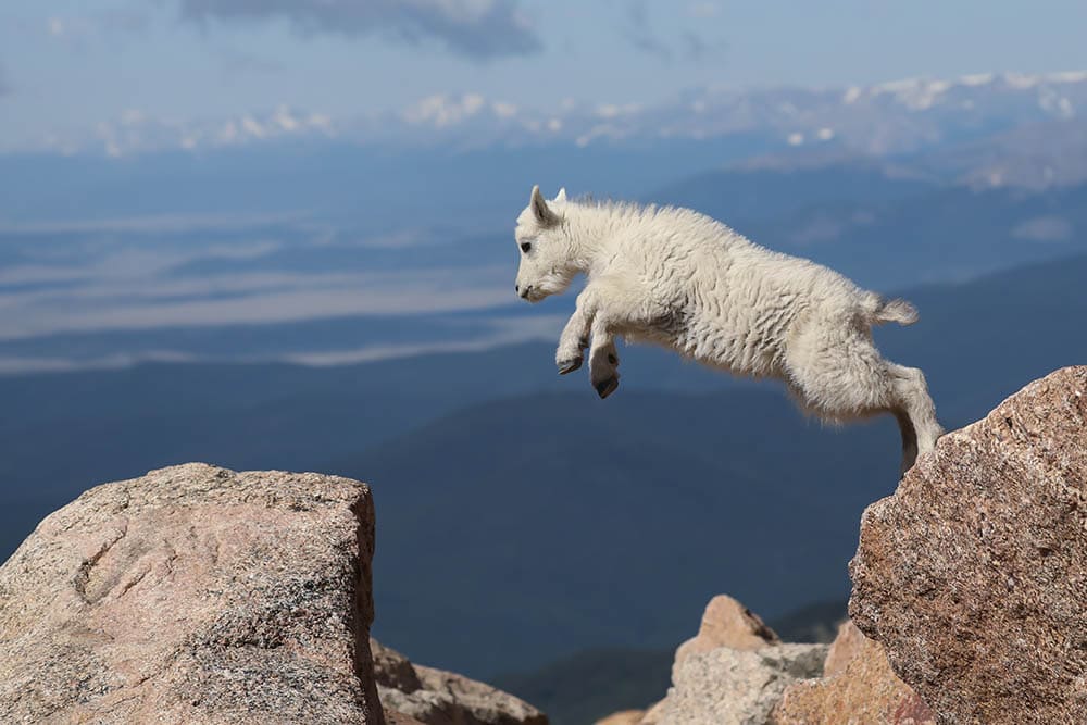 युवा पर्वत बकरी कूदता है