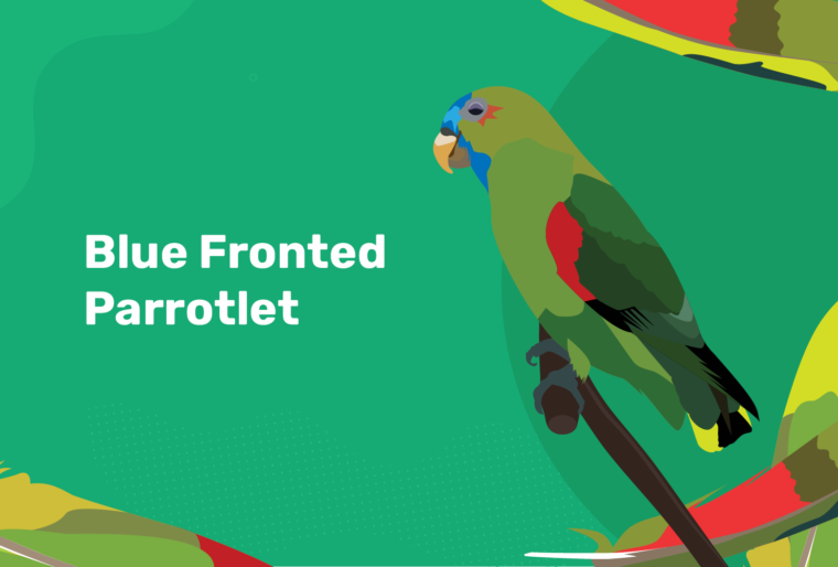 blue fronted parrotlet