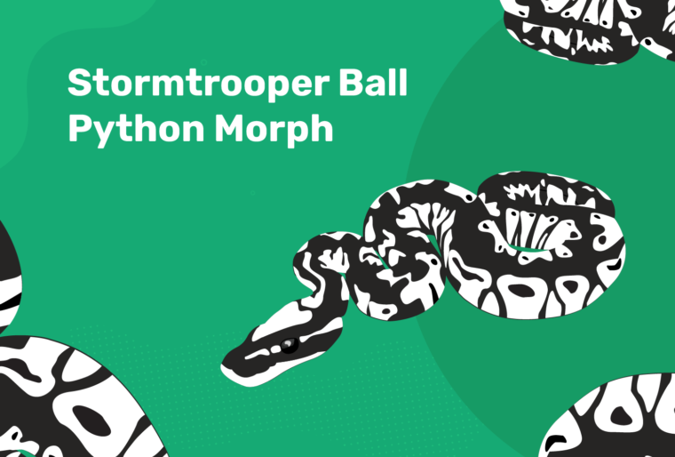 stormtrooper ball python morph