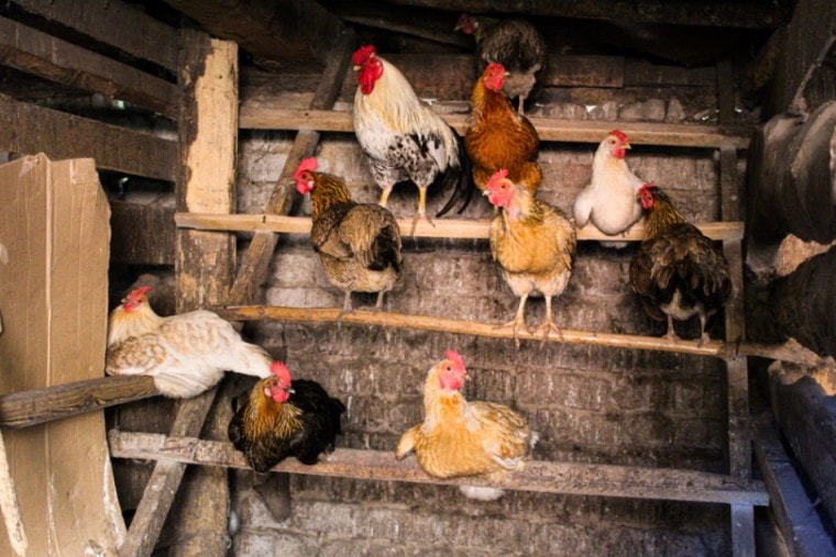 A flock of chicken roosting inside chicken coop