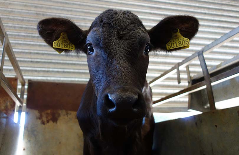 9 Black Cattle Breeds: an Overview (with Pictures) | Pet Keen