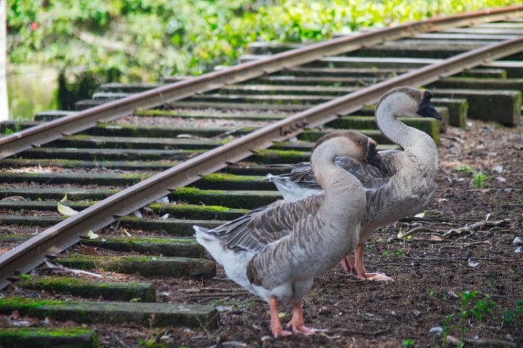 African geese near railroad tracks