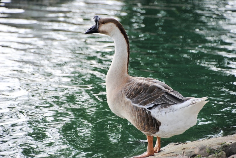 brown african goose male