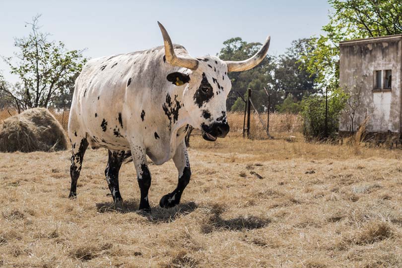 9 African Cattle Breeds: An Overview - Luv68