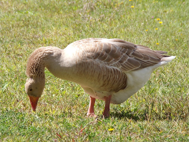 American Buff Geese
