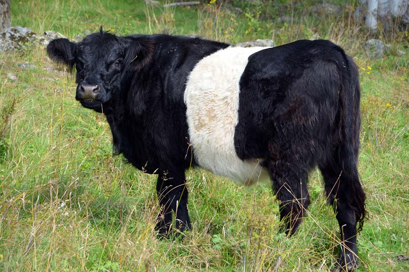 Belted Galloway