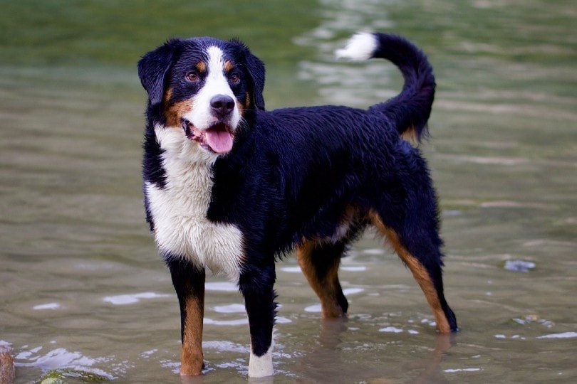 Bernese Mountain Dog mix standing on water
