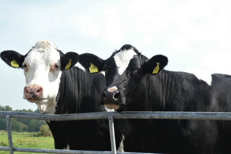 Blaarkop cows near a steel fence