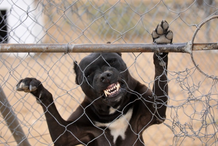 Black pitbull biting on fence