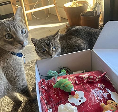 BoxCat मौसमी बिल्ली सदस्यता बॉक्स