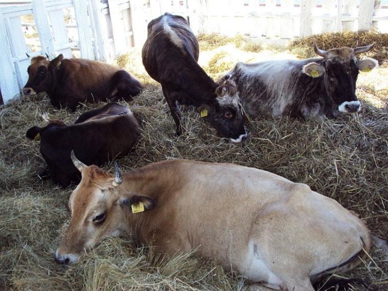 Busa cattle