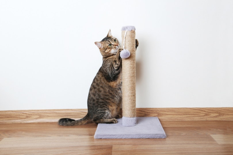 Cat using a scratching post