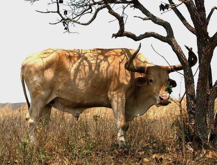 Caracu cattle