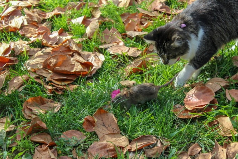Cat catching mouse by the tail