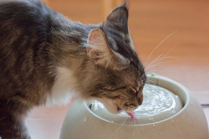 Кот пьет из керамической миски