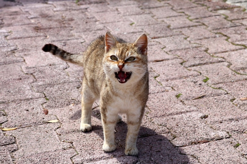 Cat meowing at somebody or something nearby