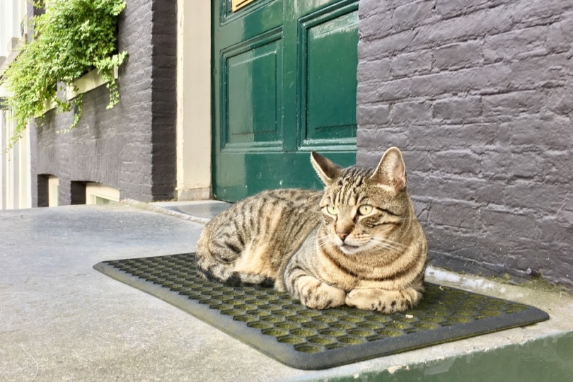 Cat sitting on an outdoor heated mat