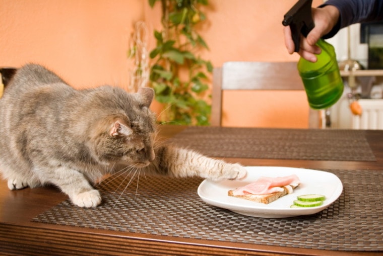 Cat sprayed deterrent for trying to get food on plate