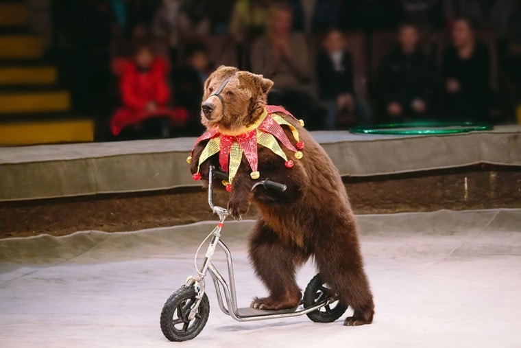 Circus bear