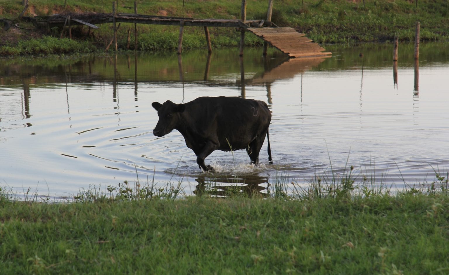 Can Cows Swim and Do They Enjoy It? Facts & FAQ | Pet Keen