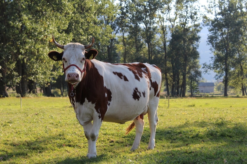 घास के मैदान में खड़ी गाय