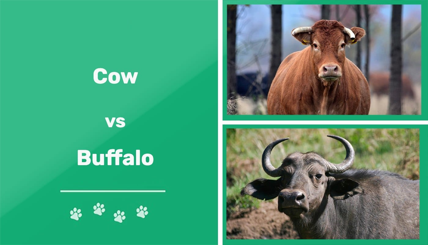 Cows vs Buffalos: What're the Differences? (With Pictures) | Pet Keen