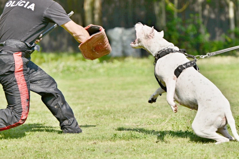 How Strong Is a Dogo Argentino's Bite Force? (PSI Measure & Facts) | Pet Keen