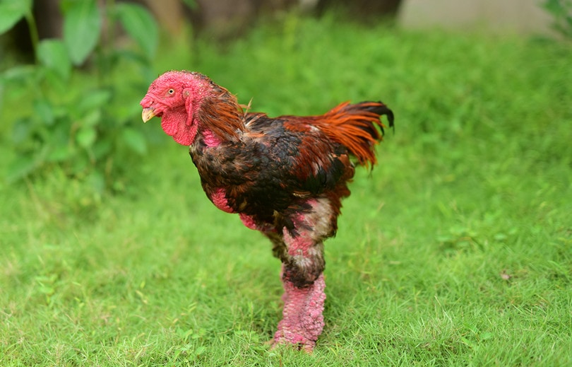 Are Dong Tao chickens healthy?
