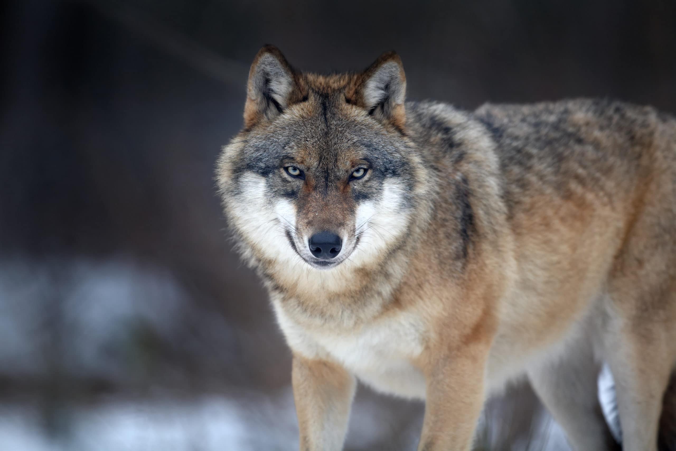 Eurasian Grey Wolf