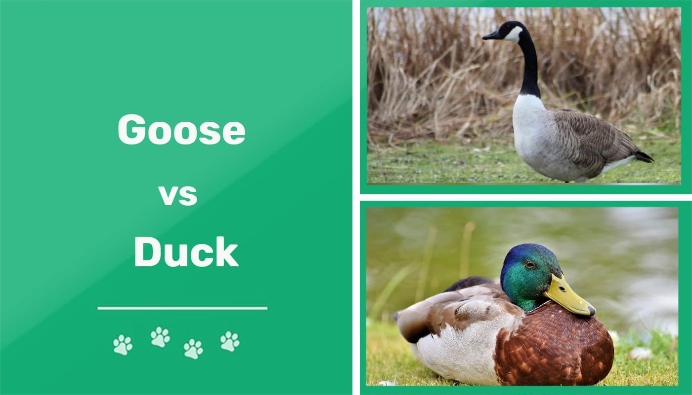 Goose vs. Duck: What Are the Differences? (With Pictures) | Pet Keen