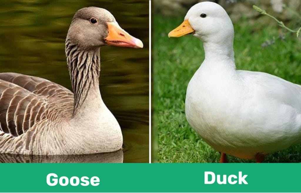 Goose vs. Duck: Visual Differences & Characteristics | Pet Keen Online ...