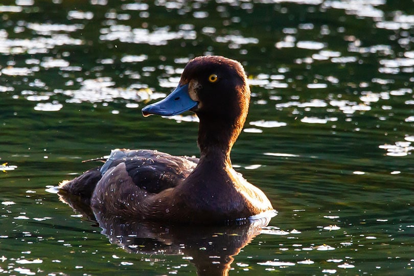 Greater Scaup duck in the river