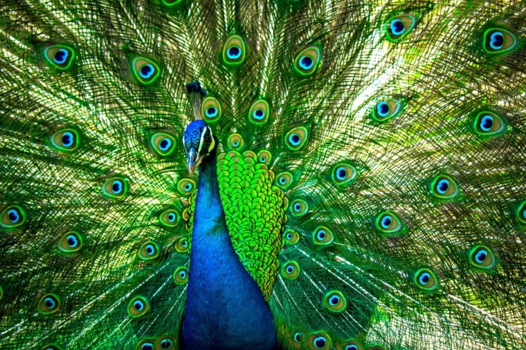 Green Peafowl: Facts, Uses, Origins, Pictures, & Characteristics | Pet Keen
