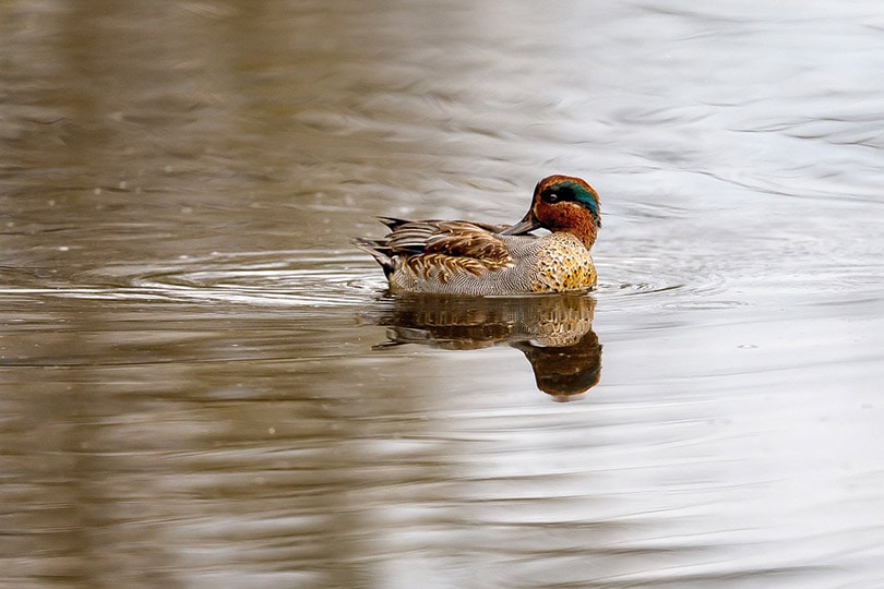 Green-winged Teal duck in the pond