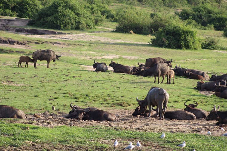 Herd of Cape buffalo