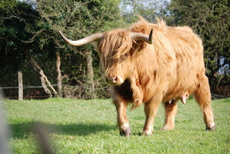 Highland cow grazing in grassy field