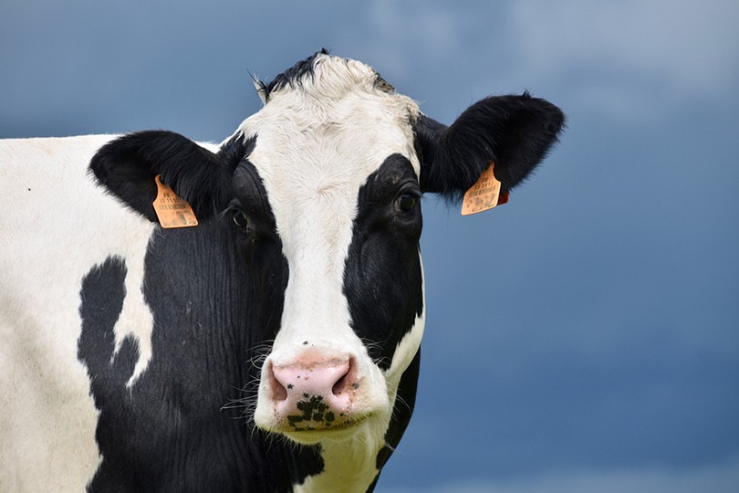 5 Best Dairy Cow Breeds for Milk Production (with Pictures) | Pet Keen