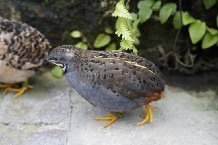 King quail