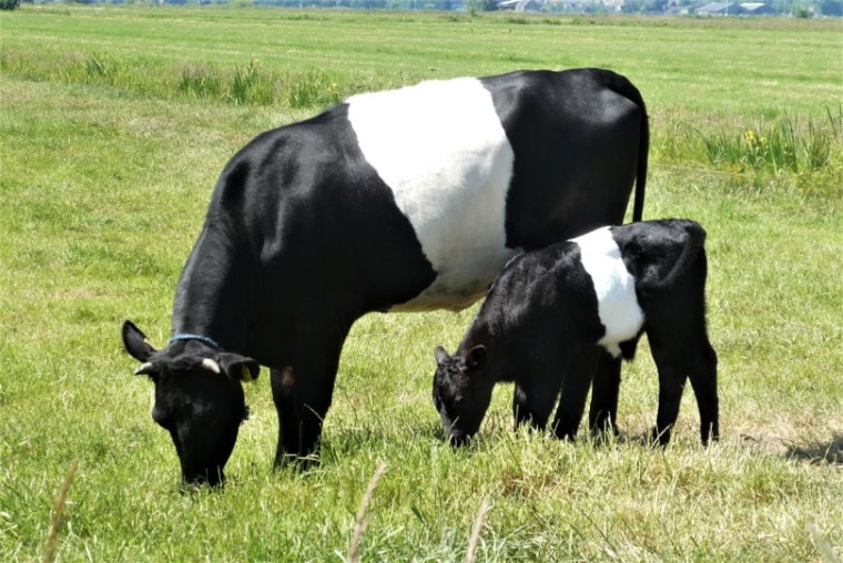 Lakenvelder cow and calf grazing