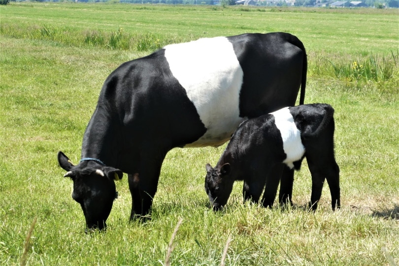 15 Black and White Cow Breeds (With Pictures) | Pet Keen