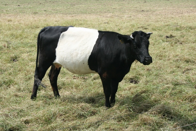 लेकेनवेल्डर घास में चरती गाय