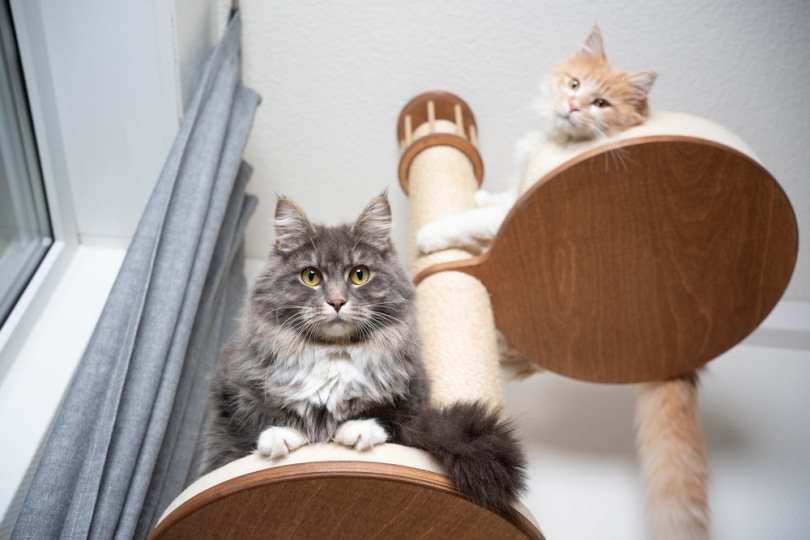 Main coon cats resting in scratching post perches