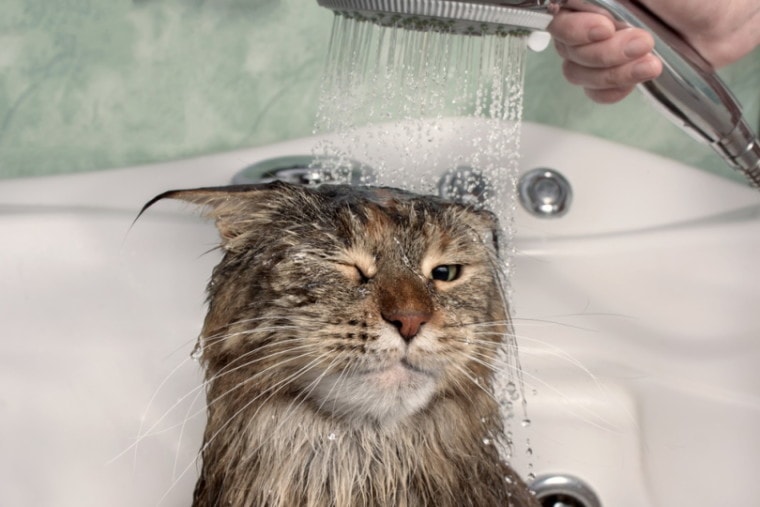 Maine Coon getting the shower treatment