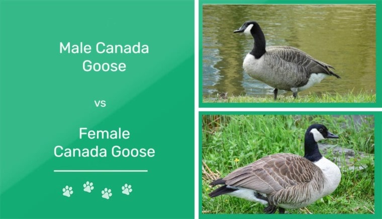 Male vs Female Goose - featured image