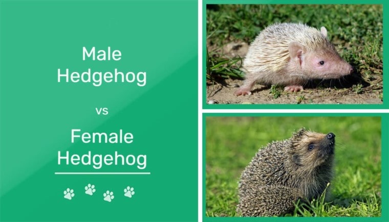 Male vs Female Hedgehog