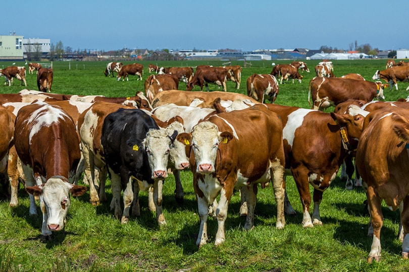 Meuse Rhine Issel Cattle Andrew Balcombe Shutterstock 