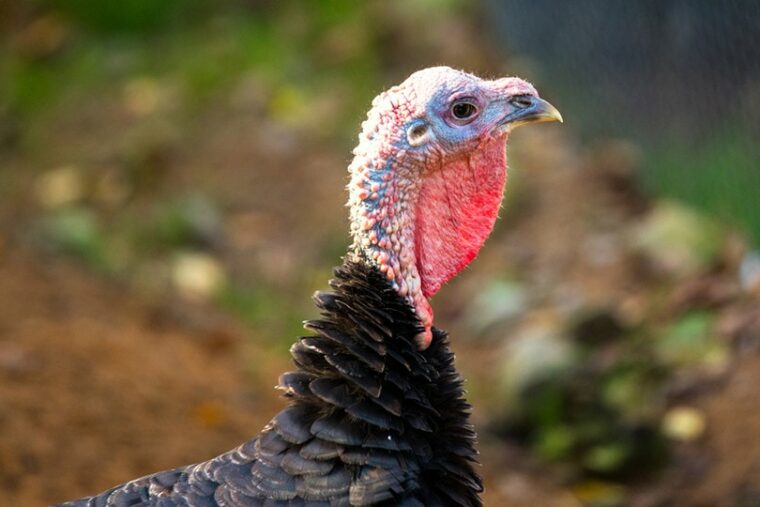 Norfolk Black Turkey Close Up