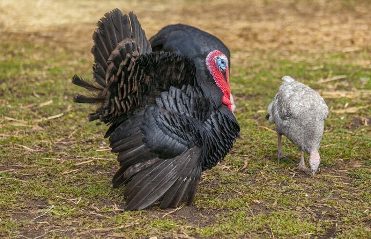 Norfolk Black Turkey