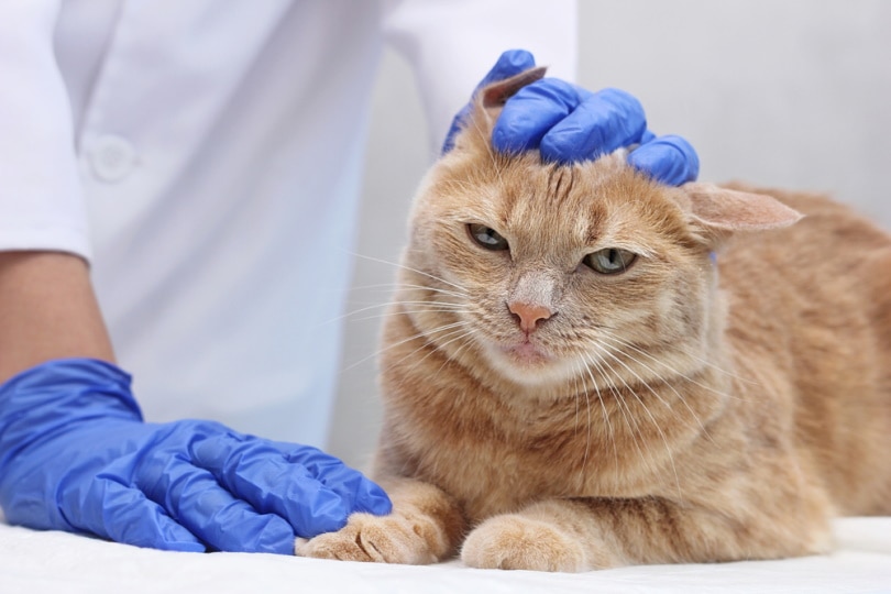 Orange cat's ear being checked by vet