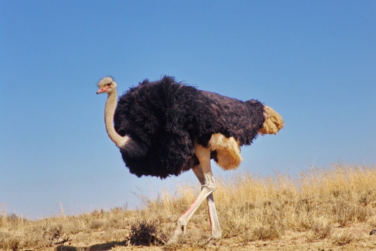 Ostrich standing in a dry field